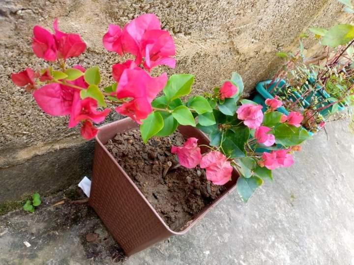 Ask Homestay Ella Ngoại thất bức ảnh